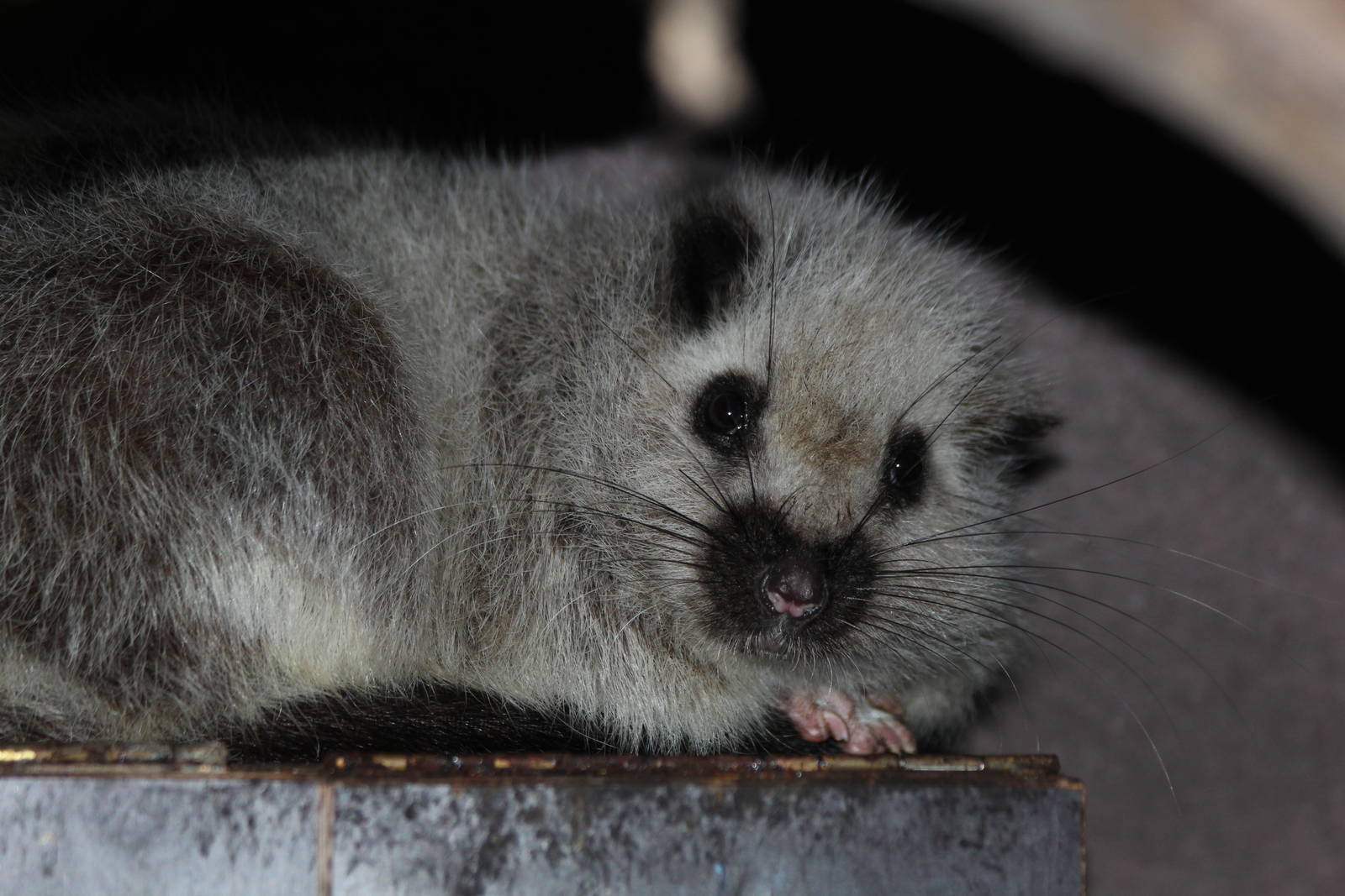 North Luzon Cloud Rat - Prague Zoo, July 2013