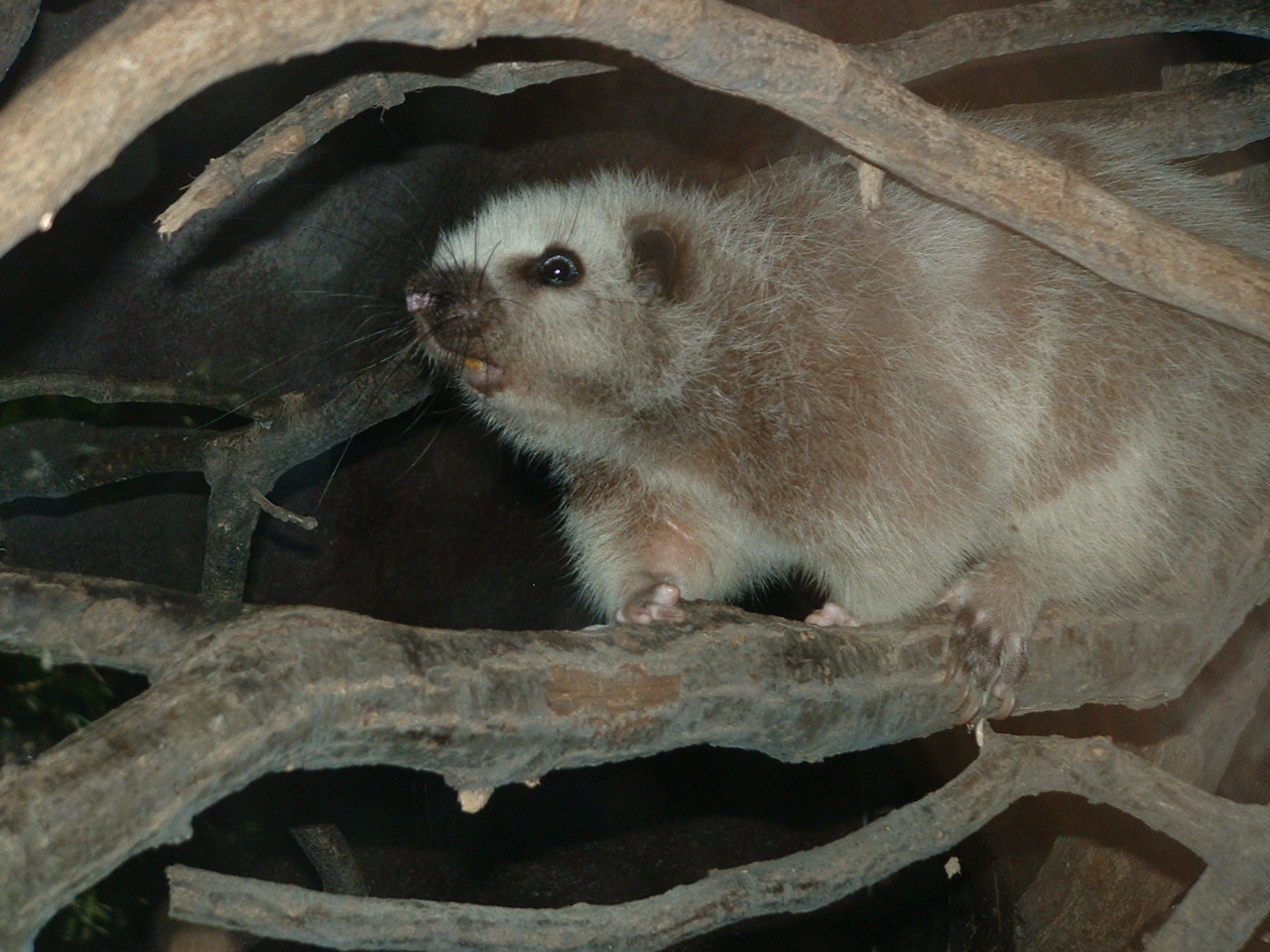North Luzon Cloud Rat - Prague Zoo - March 2011