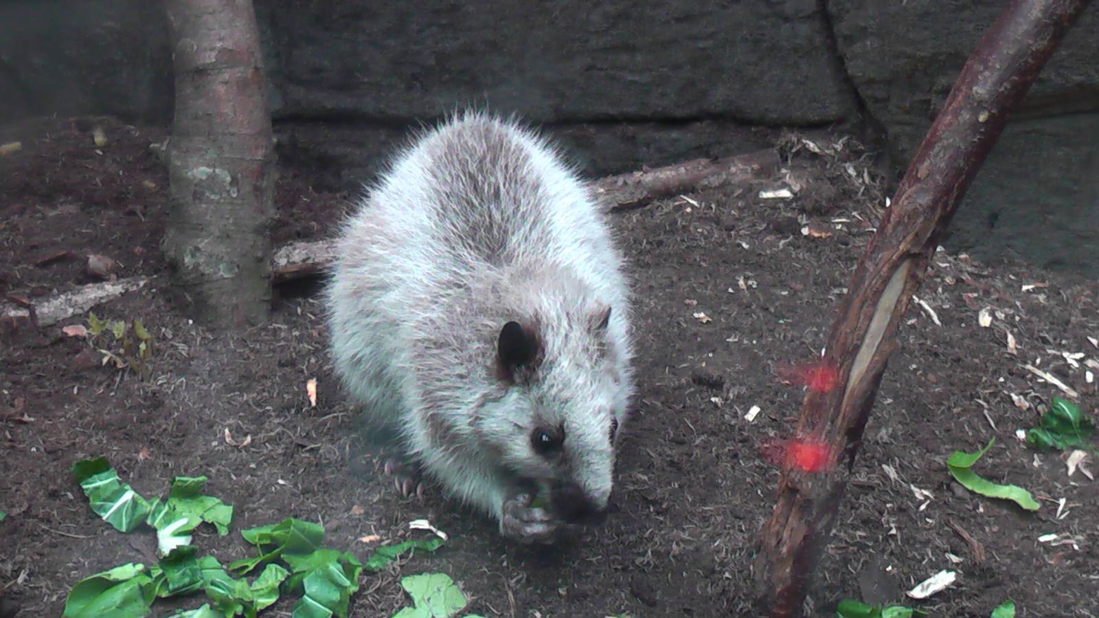 North Luzon Cloud Rat - RSCC August 2010
