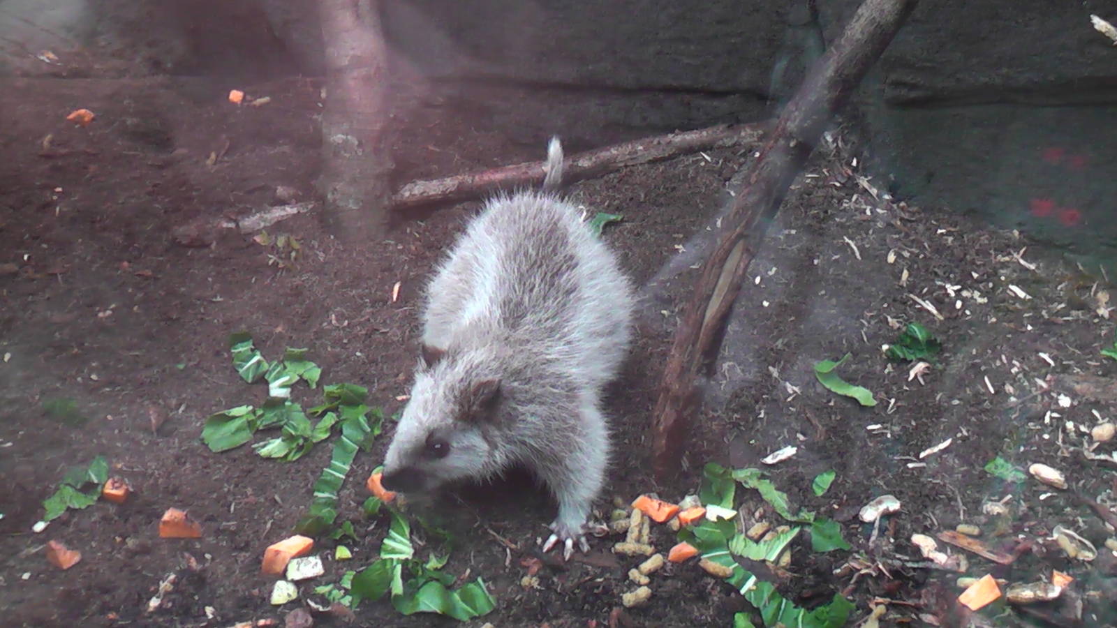 North Luzon Cloud Rat - RSCC August 2010