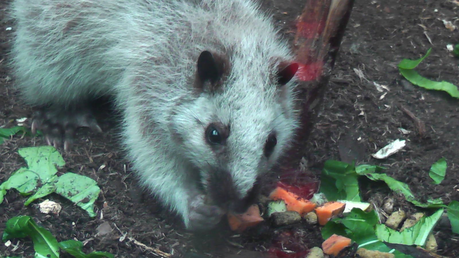 North Luzon Cloud Rat - RSCC August 2010