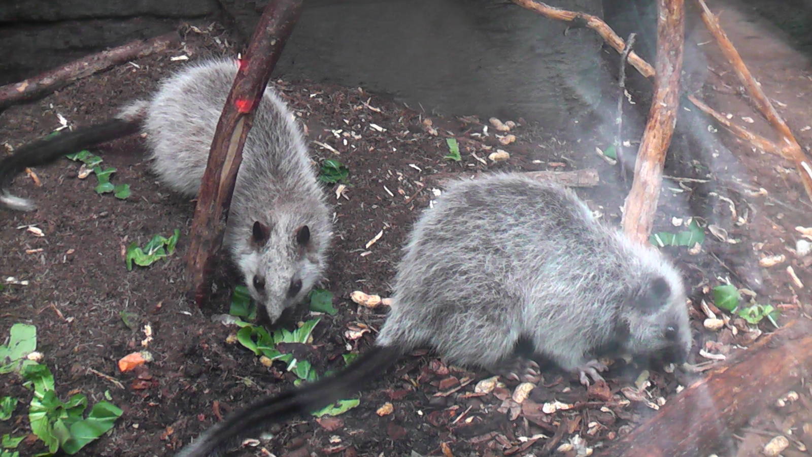 North Luzon Cloud Rat - RSCC August 2010