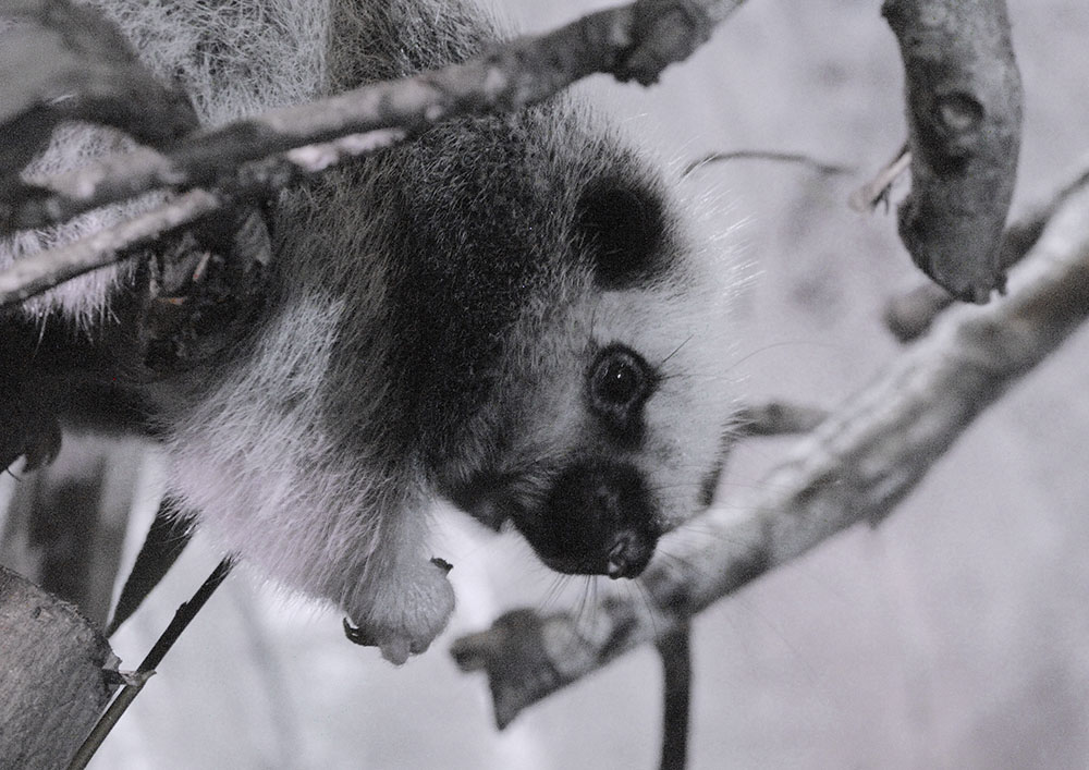 North Luzon cloud rat