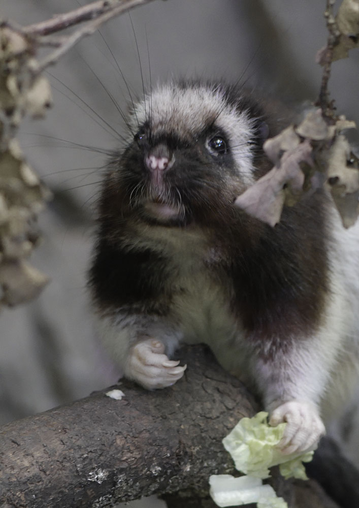 North Luzon cloud rat