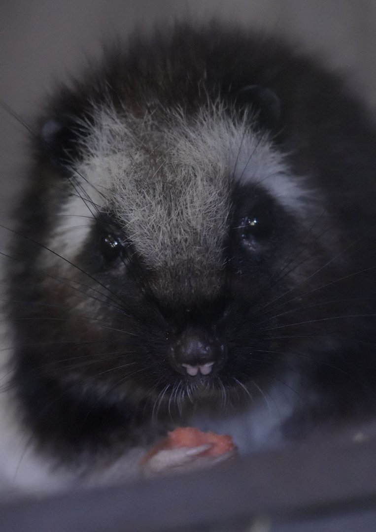 North Luzon cloud rat