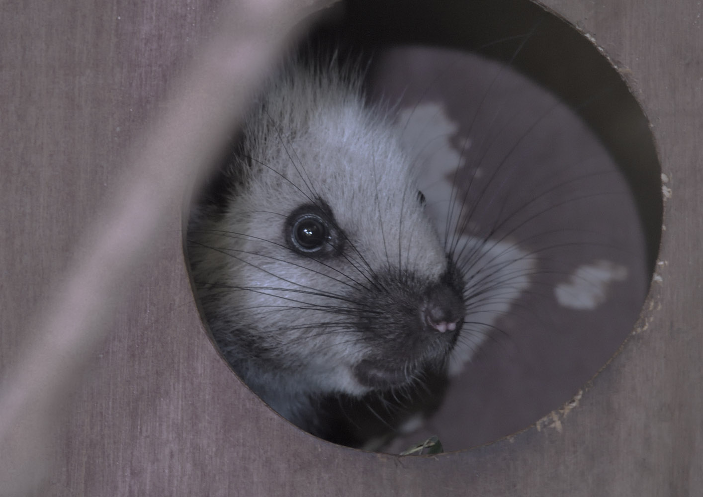 North Luzon cloud rat