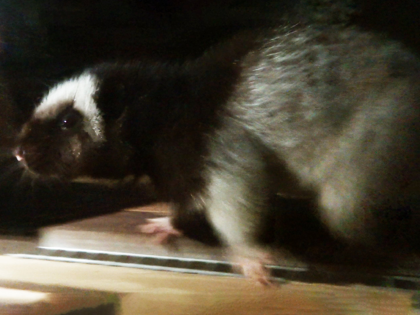 North Luzon Cloud Rat