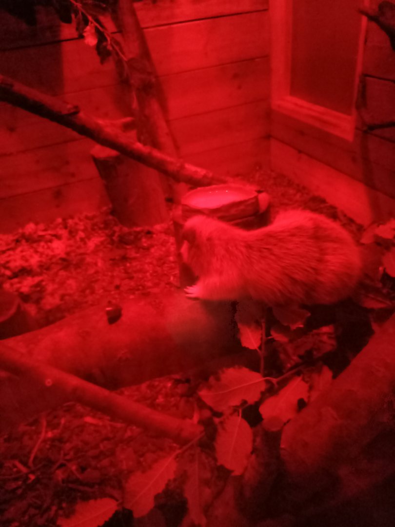 North Luzon Cloud Rat