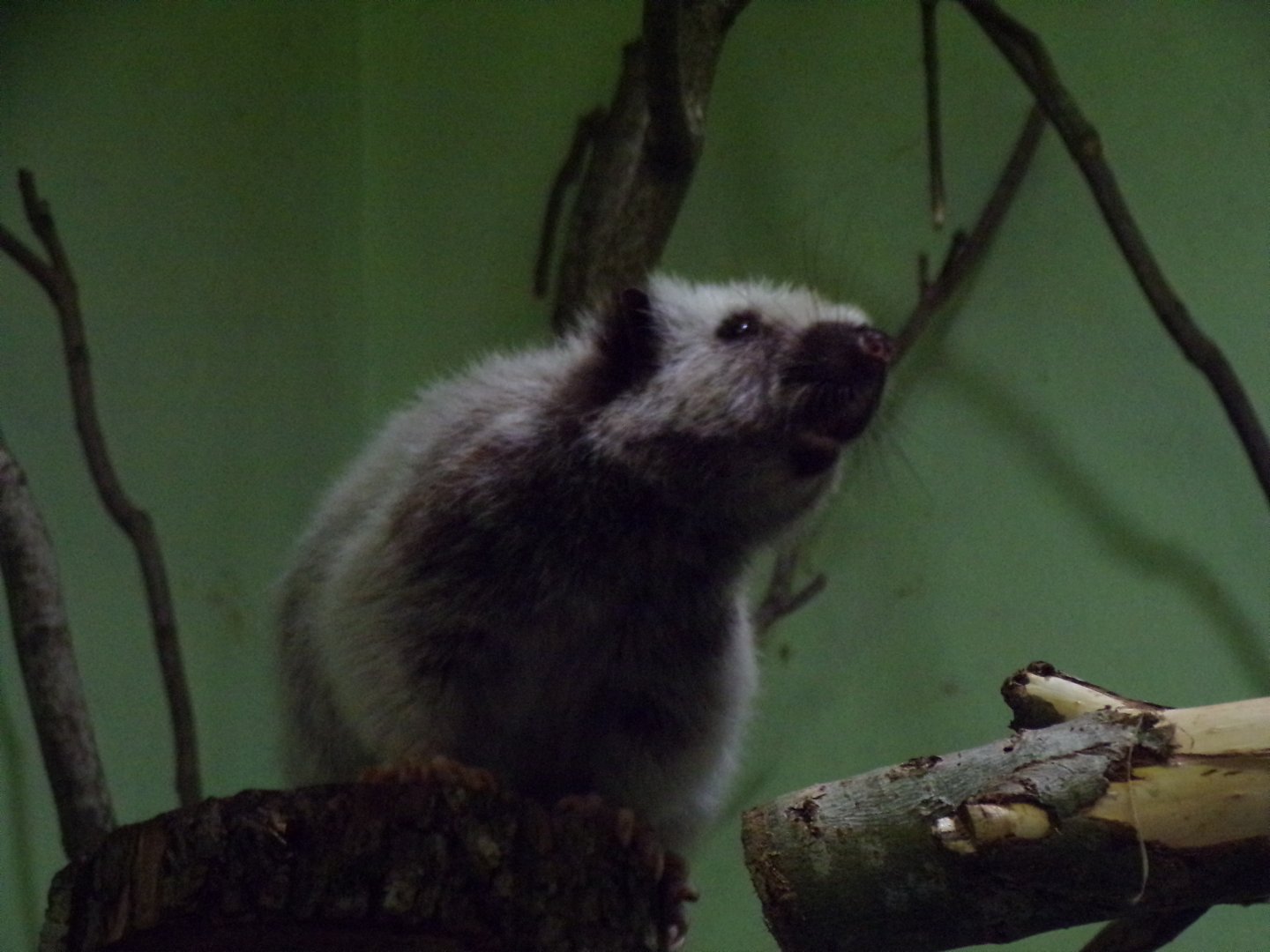 North luzon giant cloud rat 20.4.25