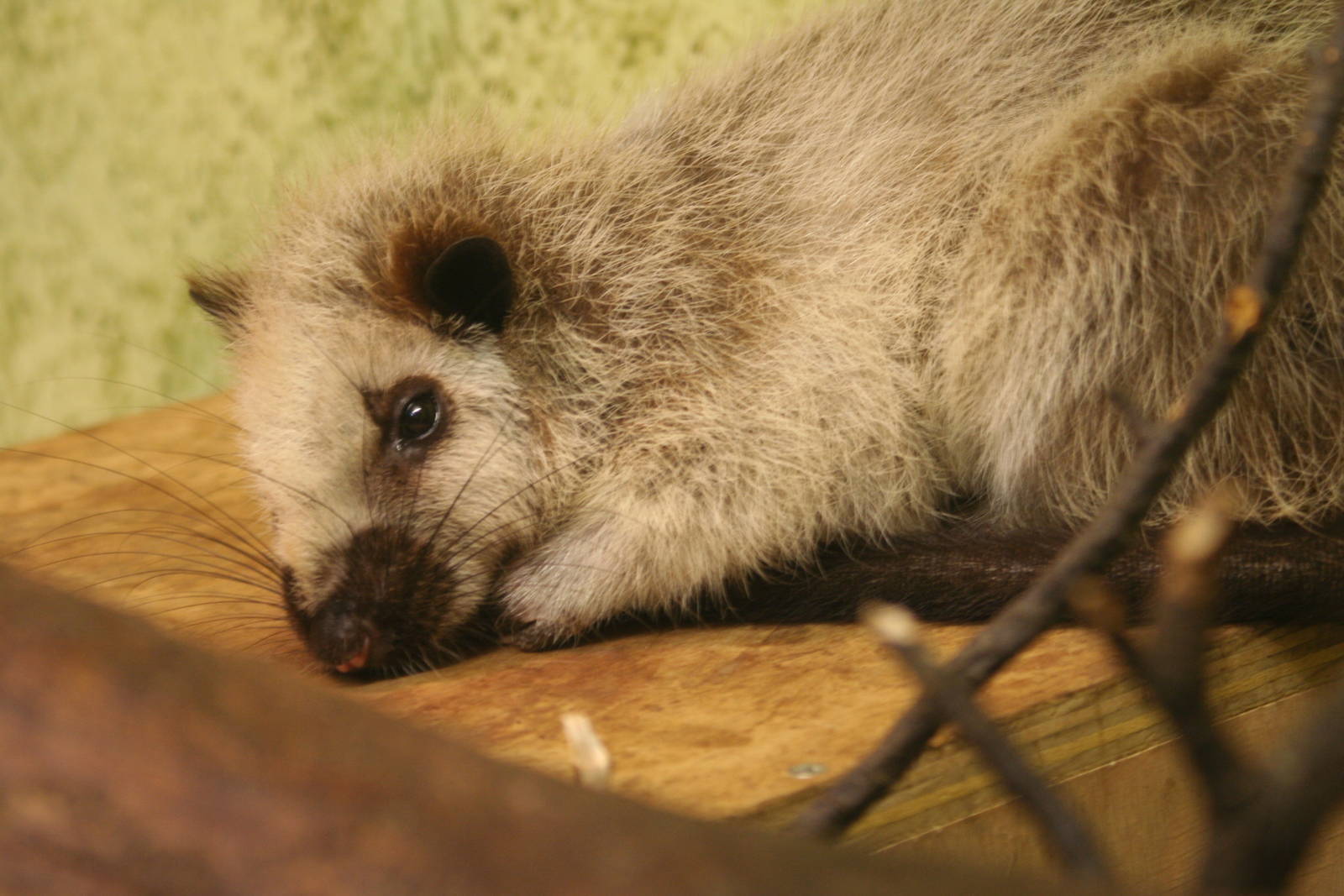 North Luzon Giant Cloud Rat @ Edinburgh; 17.10.2010