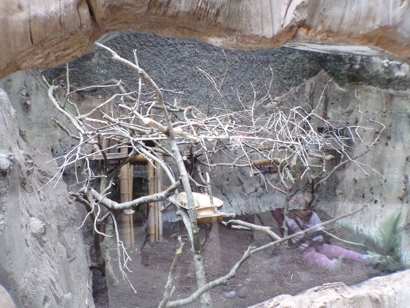 North luzon giant cloud rat enclosure 29.6.24