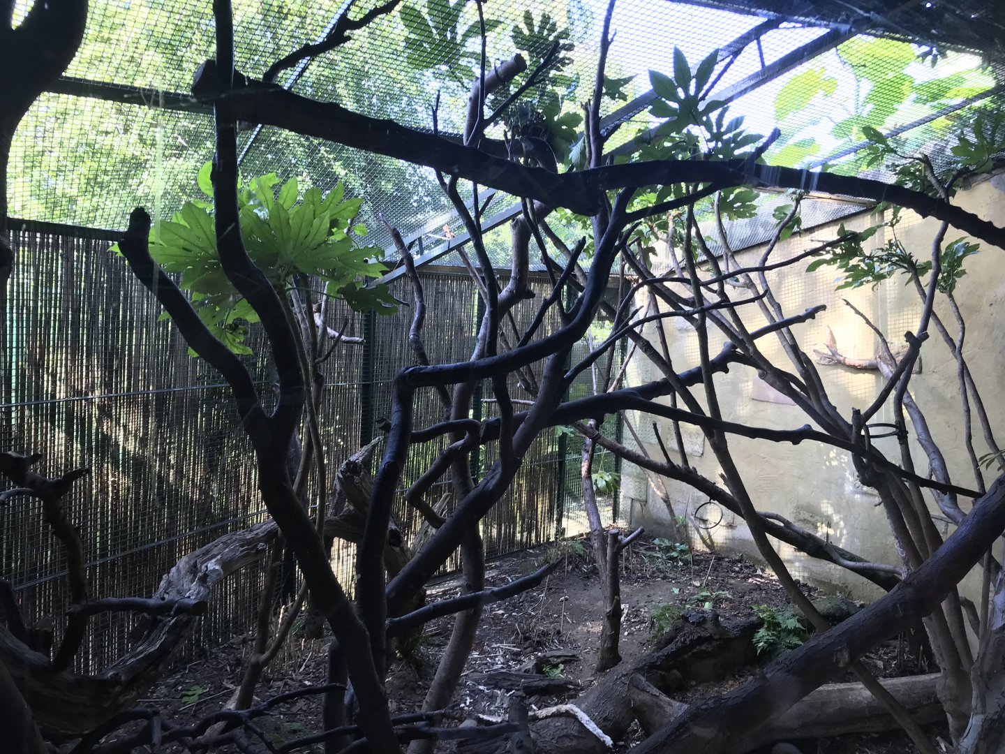 North Luzon giant cloud rat enclosure