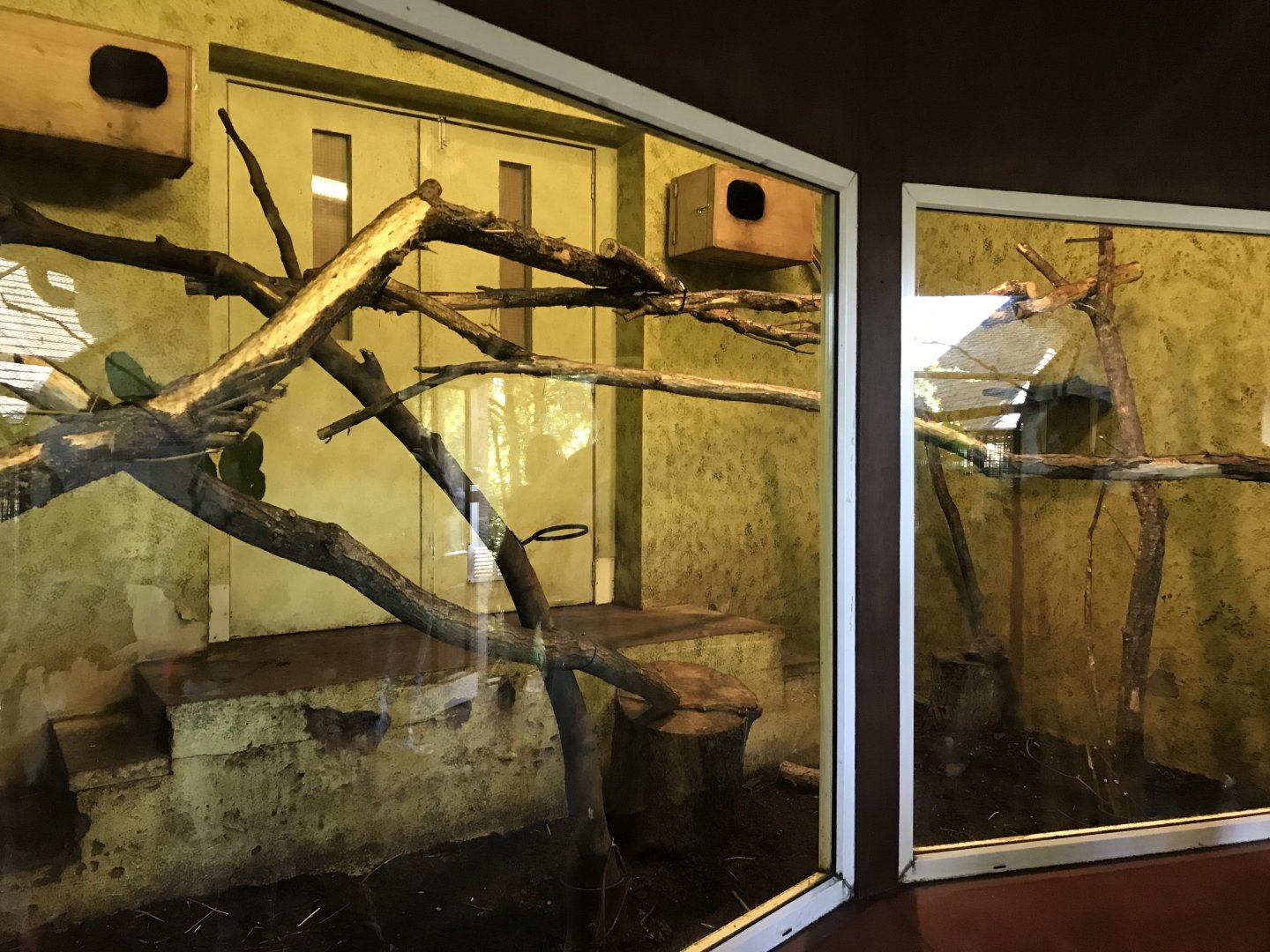 North Luzon giant cloud rat indoors