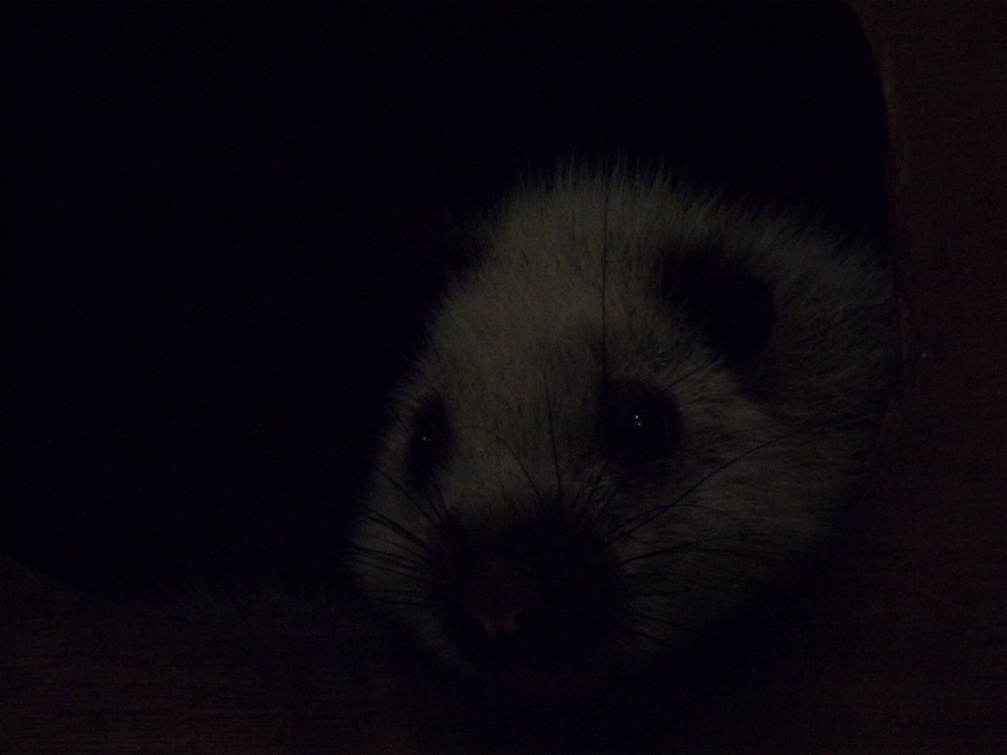 North Luzon goant cloud rat 16.9.24