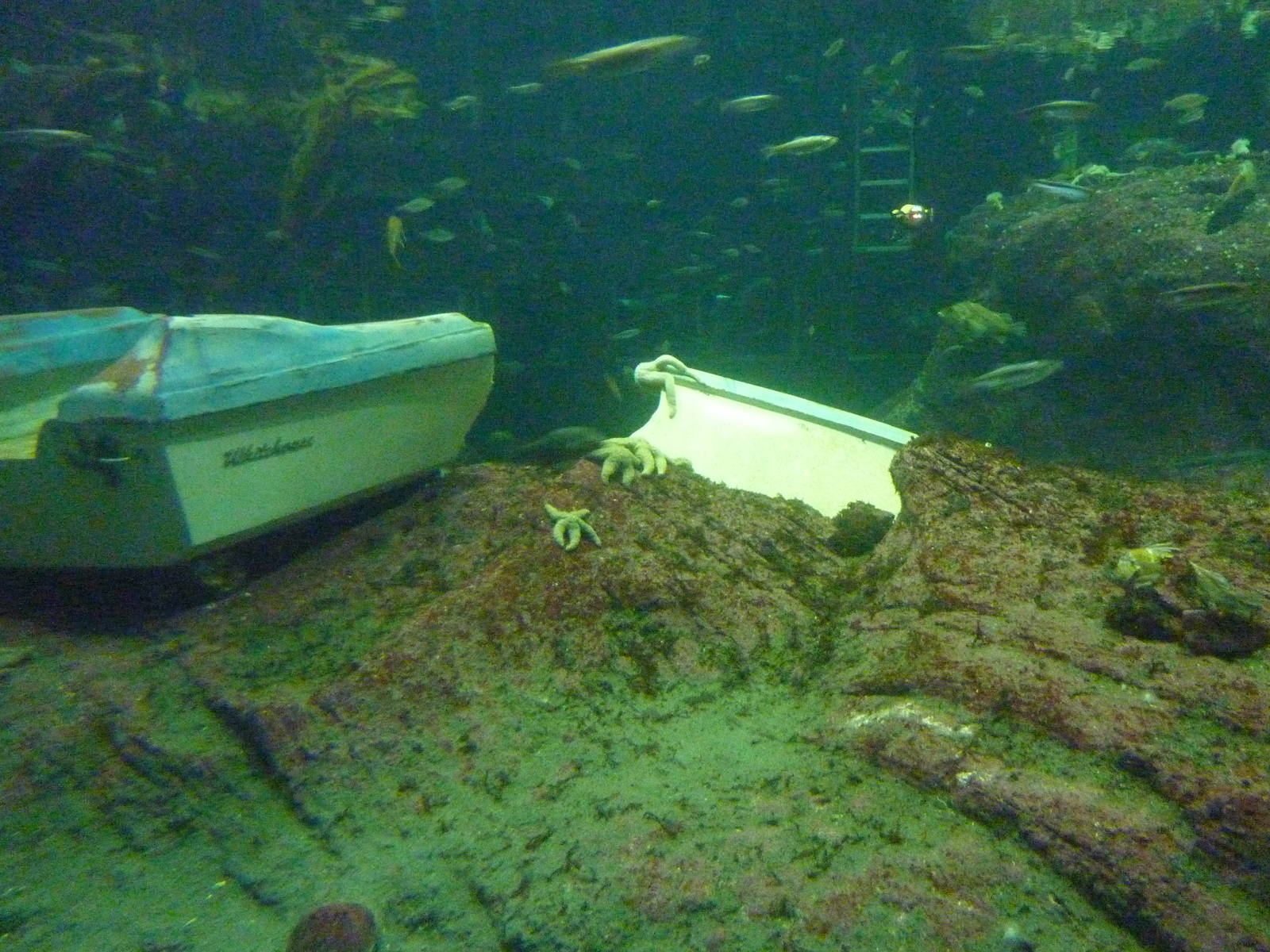 North Pacific Aquarium - 160,000 Gallon Tank