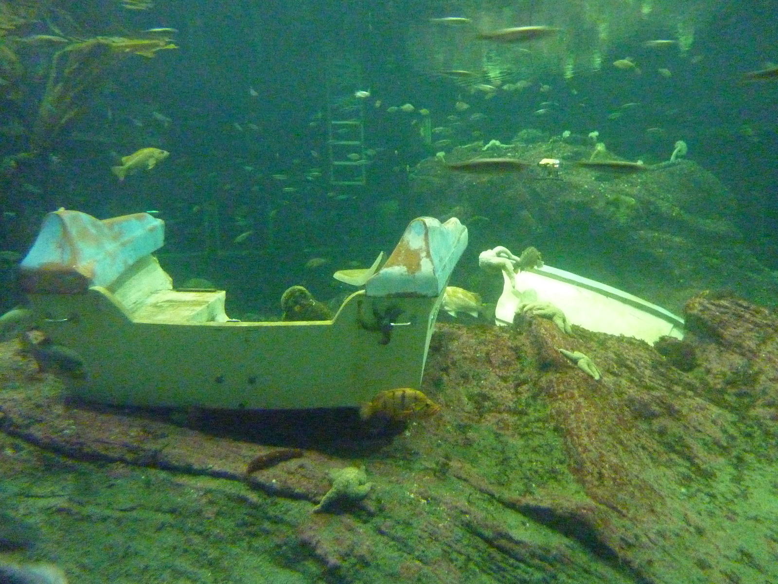 North Pacific Aquarium - 160,000 Gallon Tank