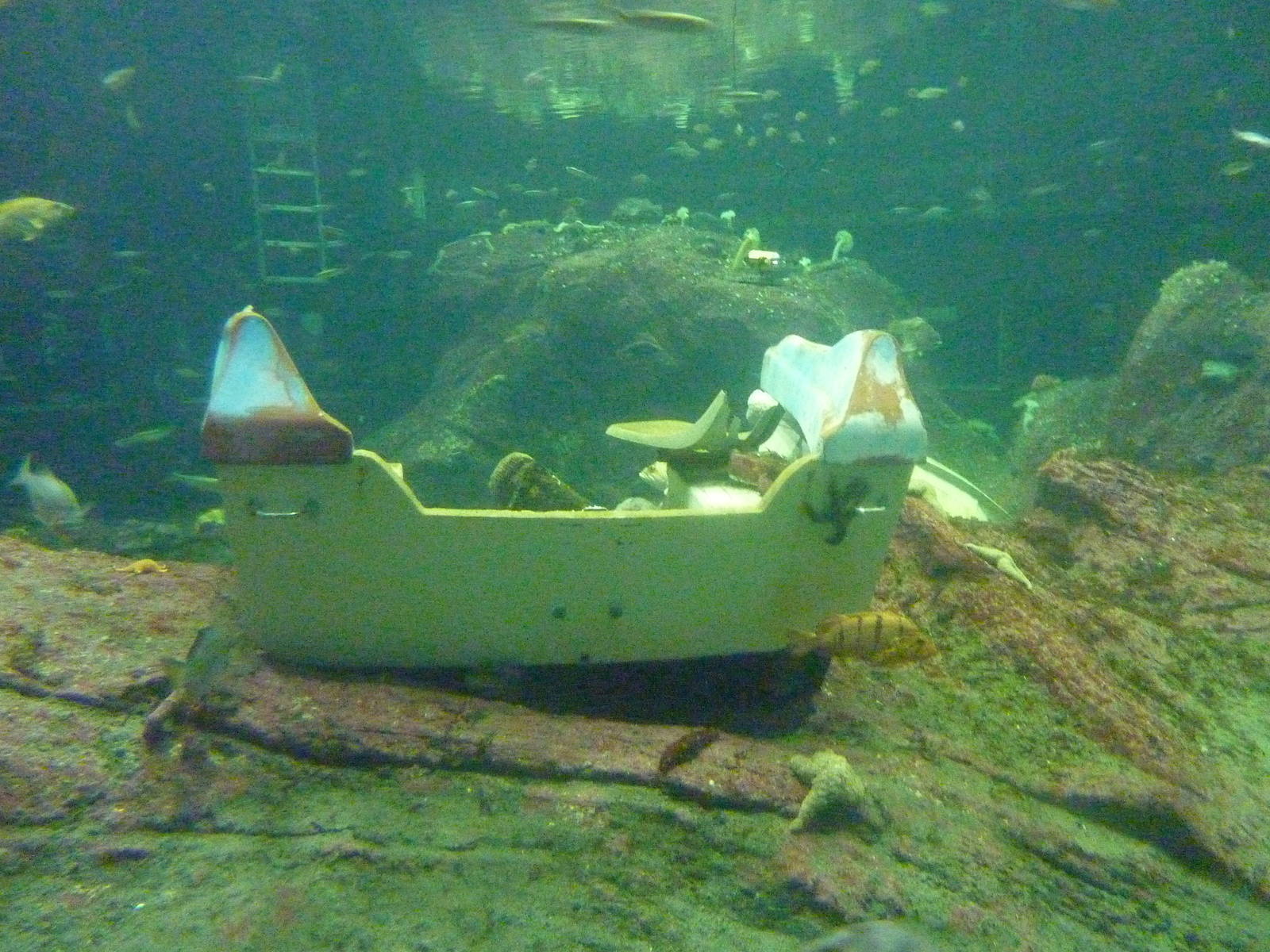 North Pacific Aquarium - 160,000 Gallon Tank