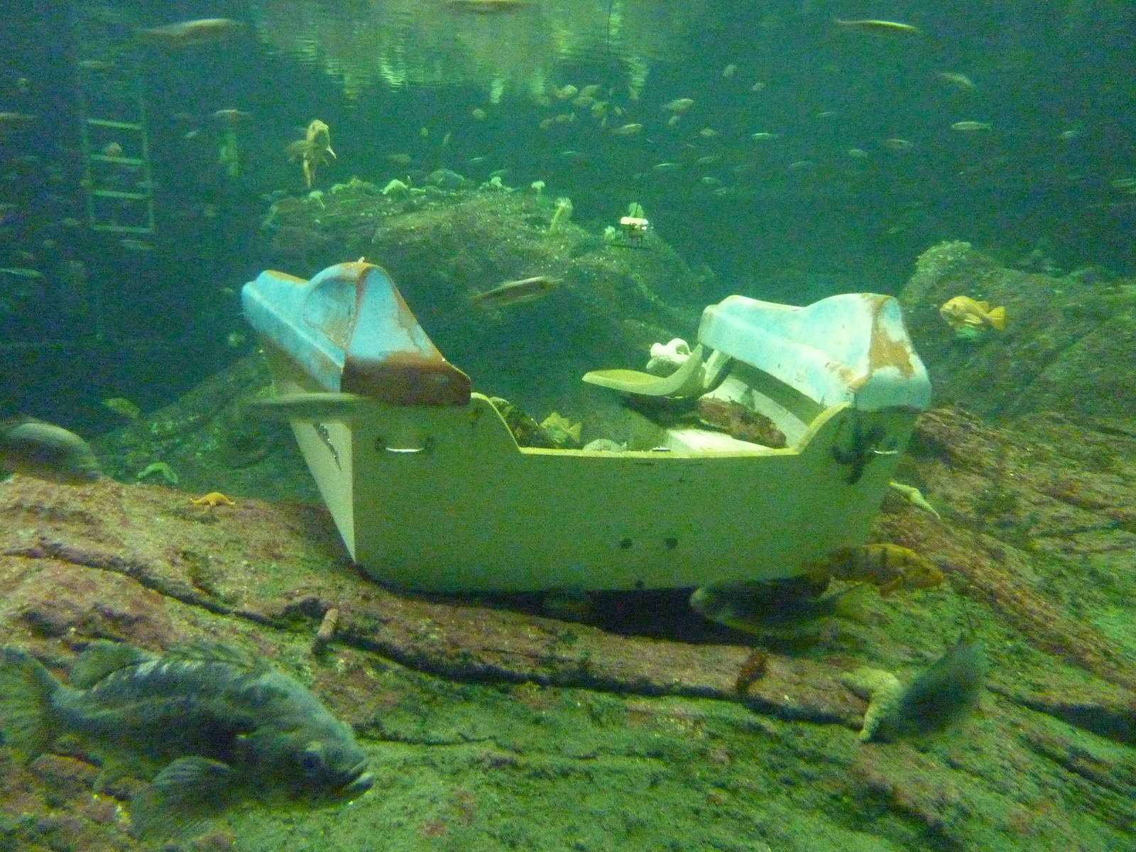 North Pacific Aquarium - 160,000 Gallon Tank