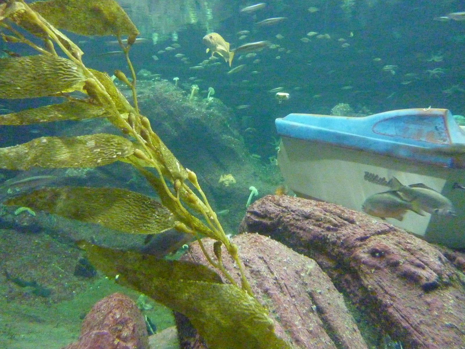 North Pacific Aquarium - 160,000 Gallon Tank