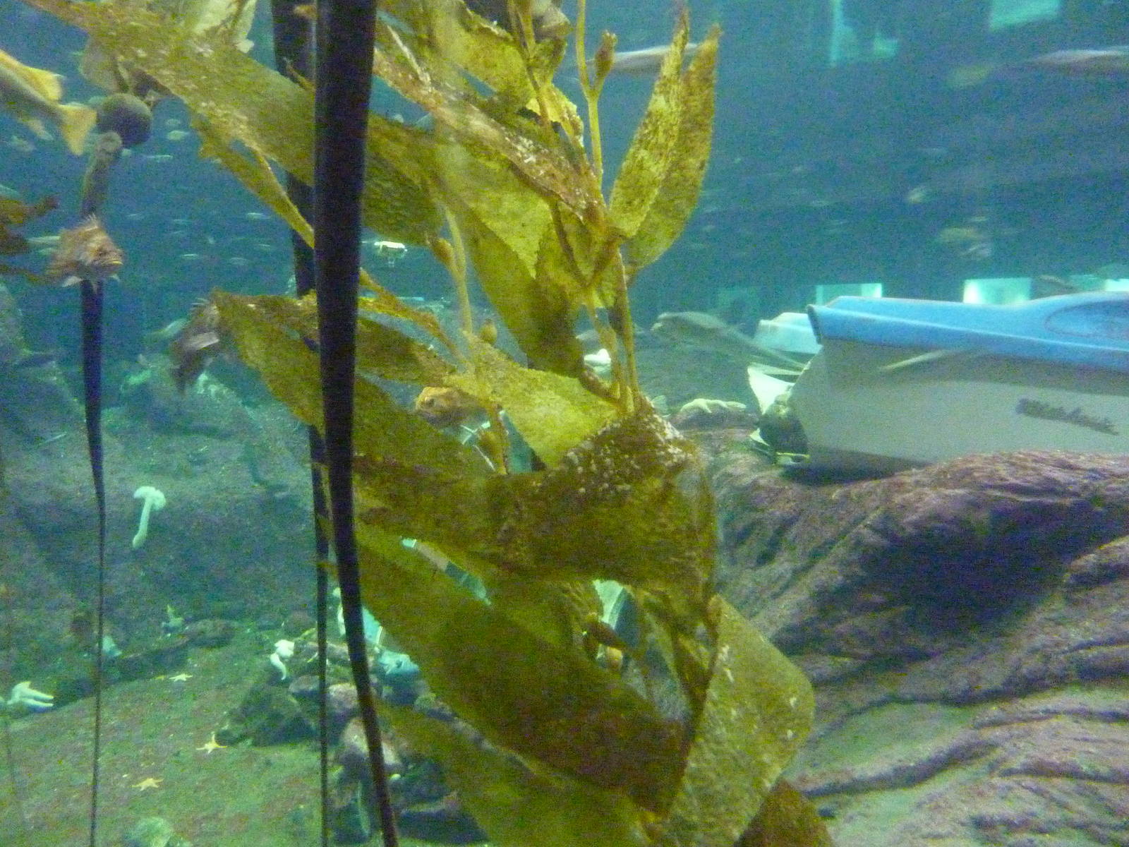 North Pacific Aquarium - 160,000 Gallon Tank
