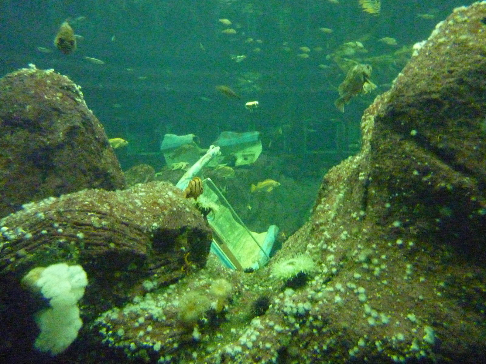 North Pacific Aquarium - 160,000 Gallon Tank