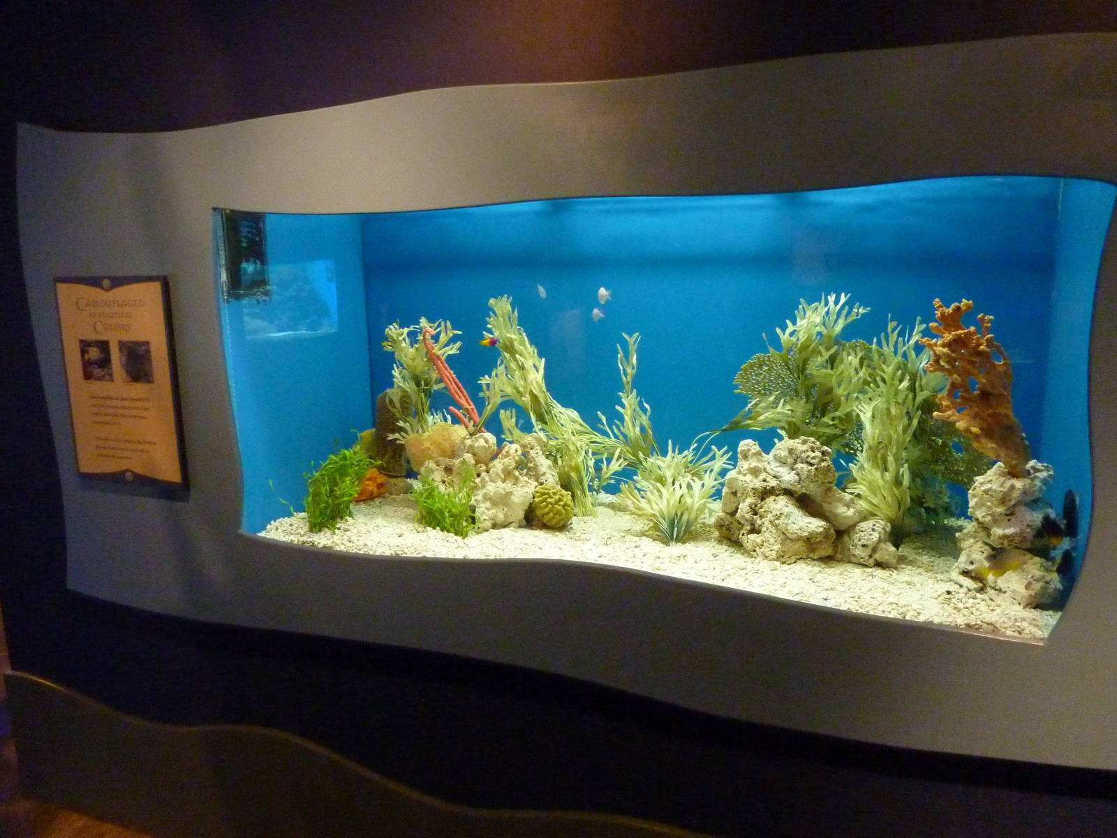 North Pacific Aquarium - Angelfish Exhibit