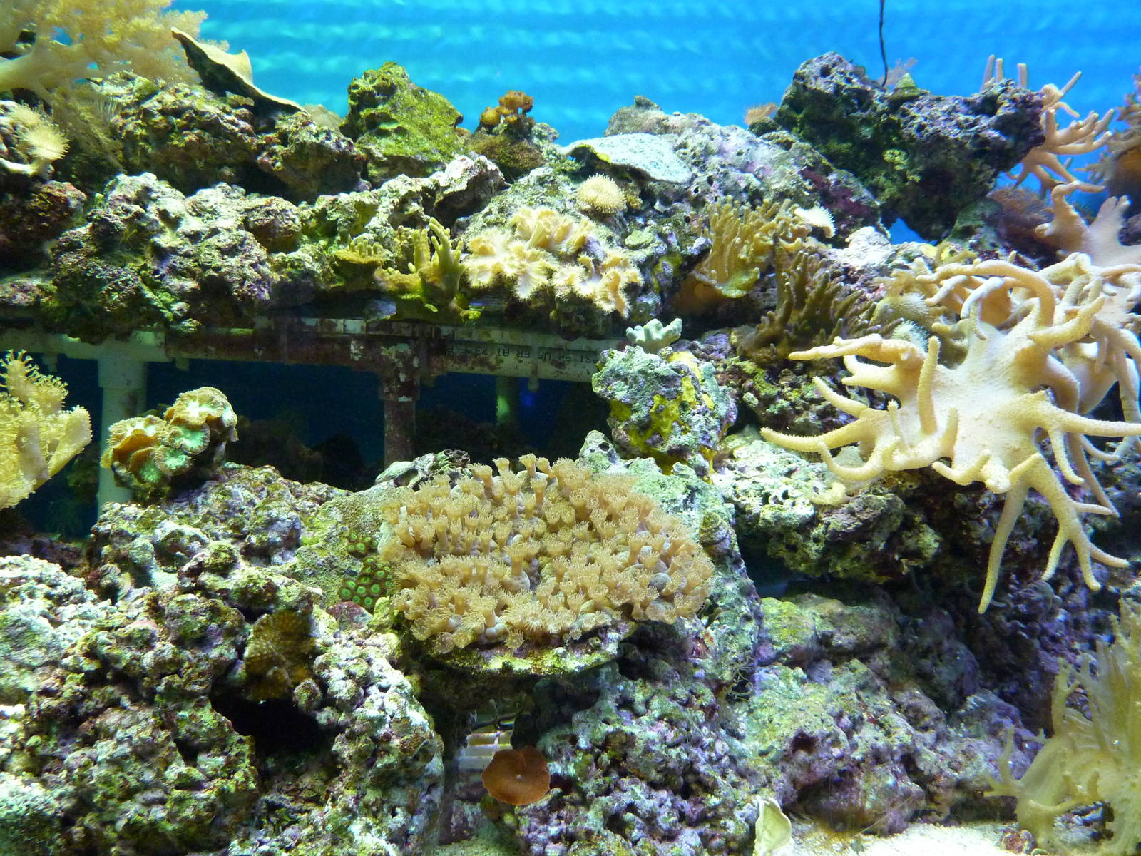 North Pacific Aquarium - Coral Tank