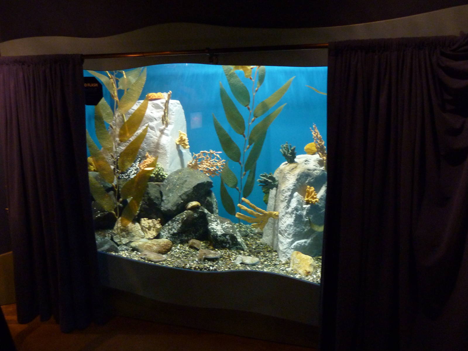 North Pacific Aquarium - Cuttlefish Exhibit