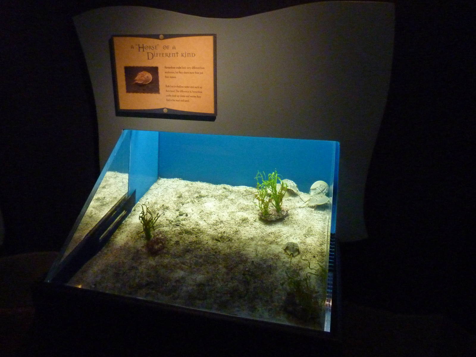 North Pacific Aquarium - Horseshoe Crab Exhibit