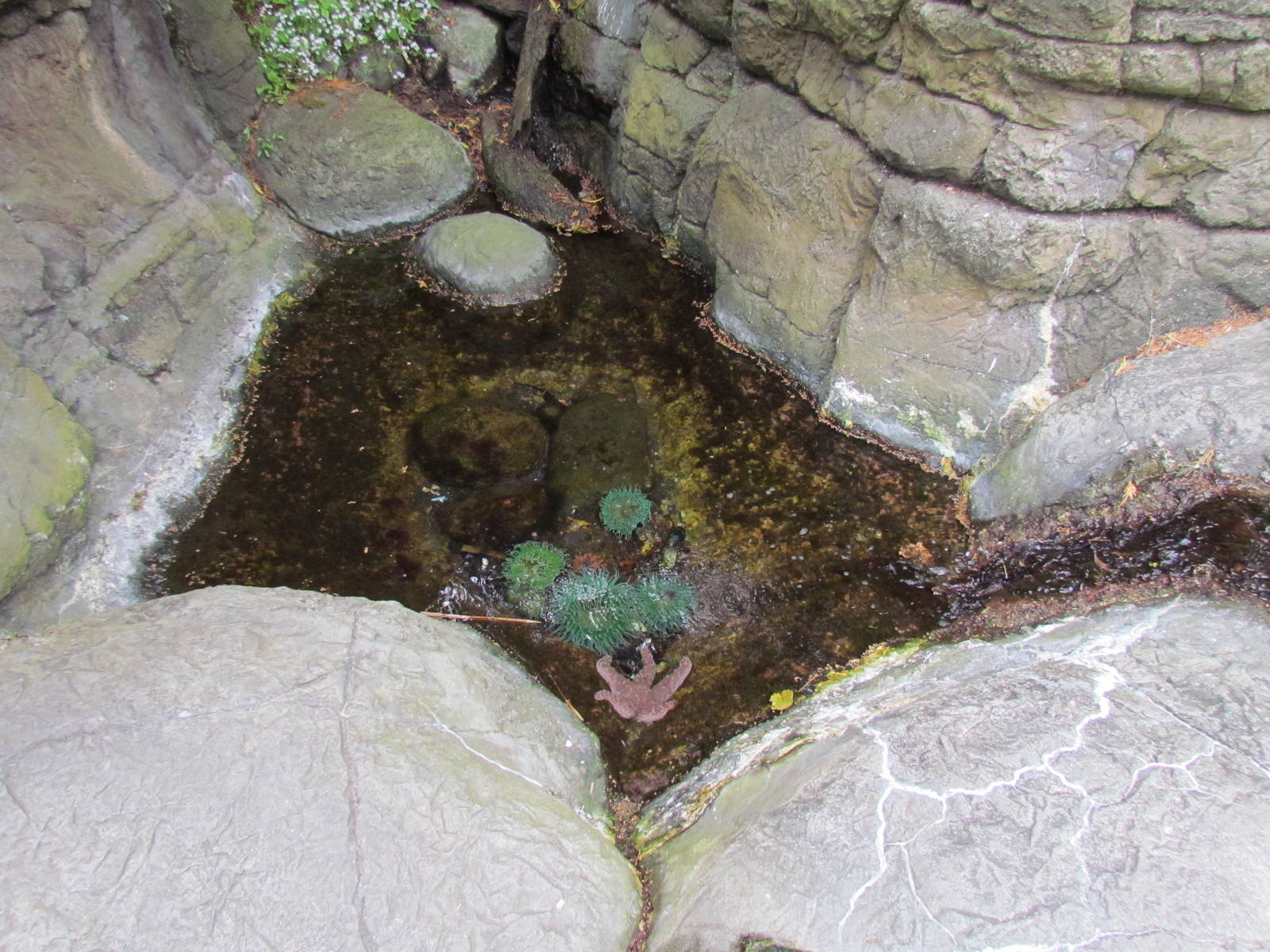 North Pacific Aquarium - Tidepool