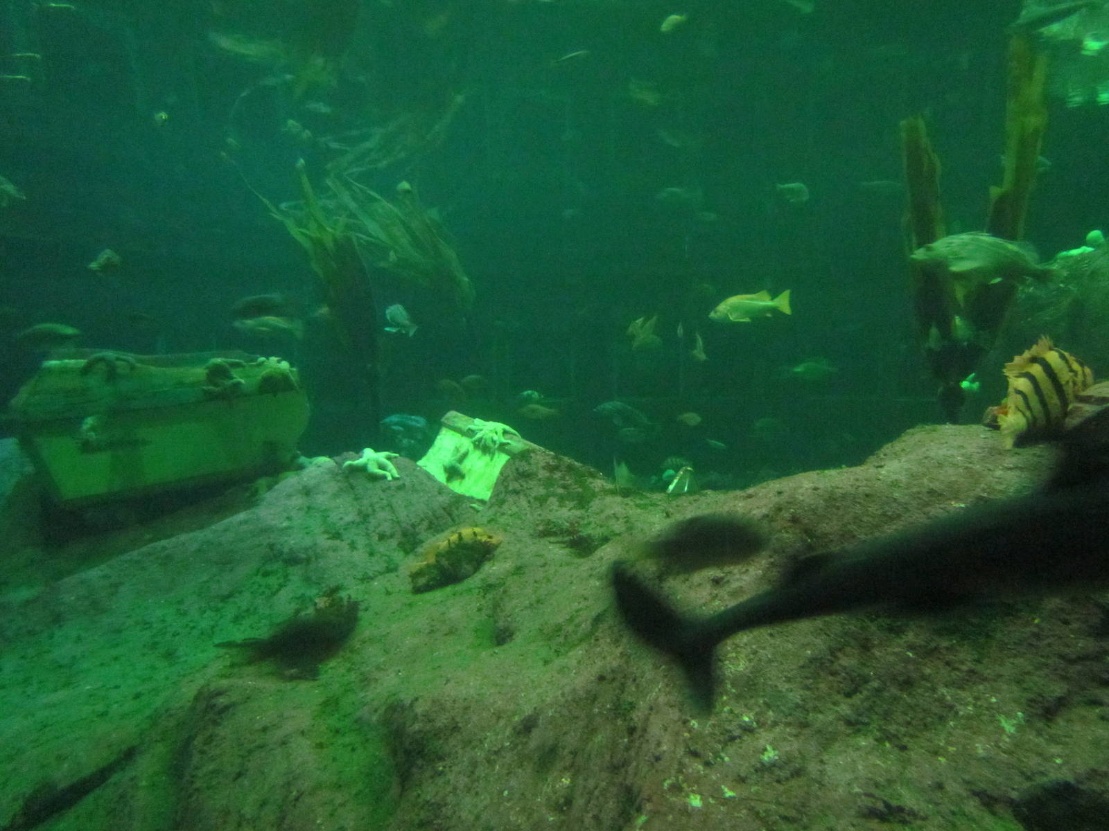 North Pacific Aquarium