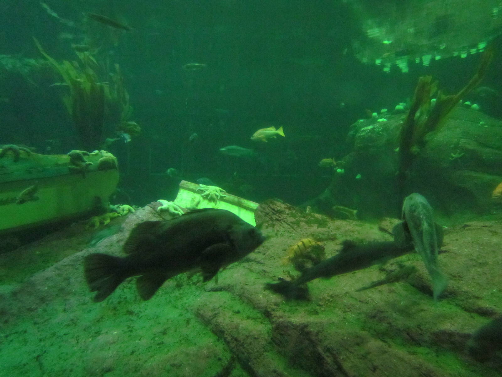 North Pacific Aquarium