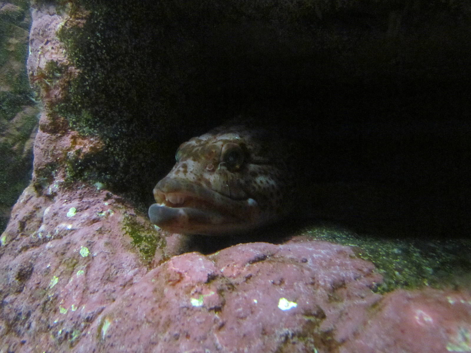 North Pacific Aquarium