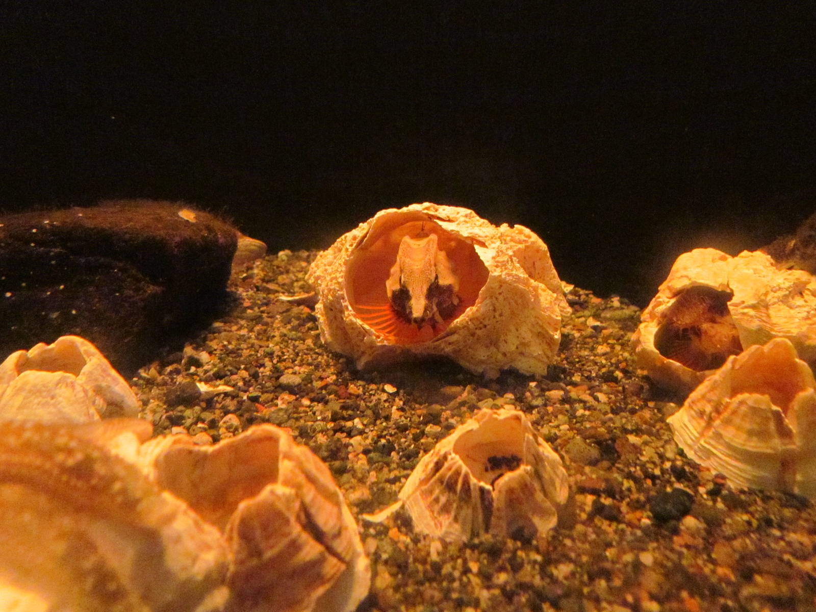 North Pacific Aquarium