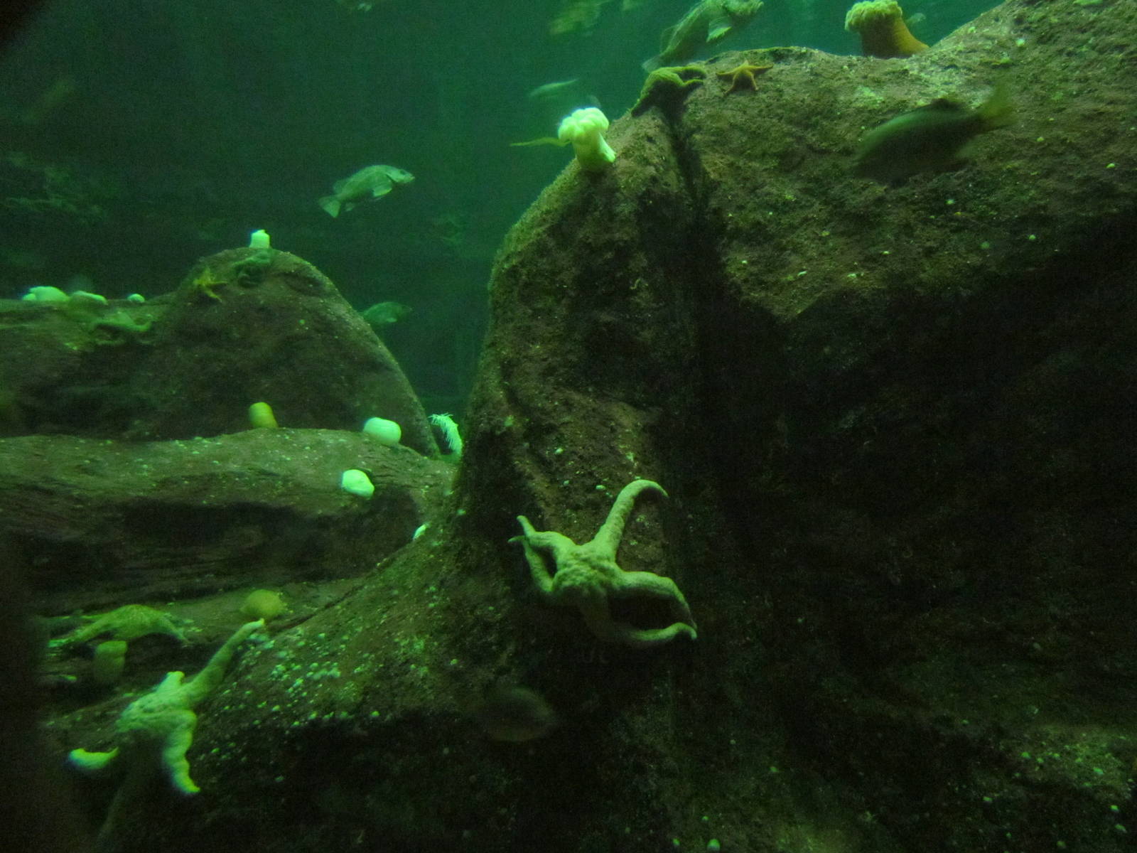 North Pacific Aquarium