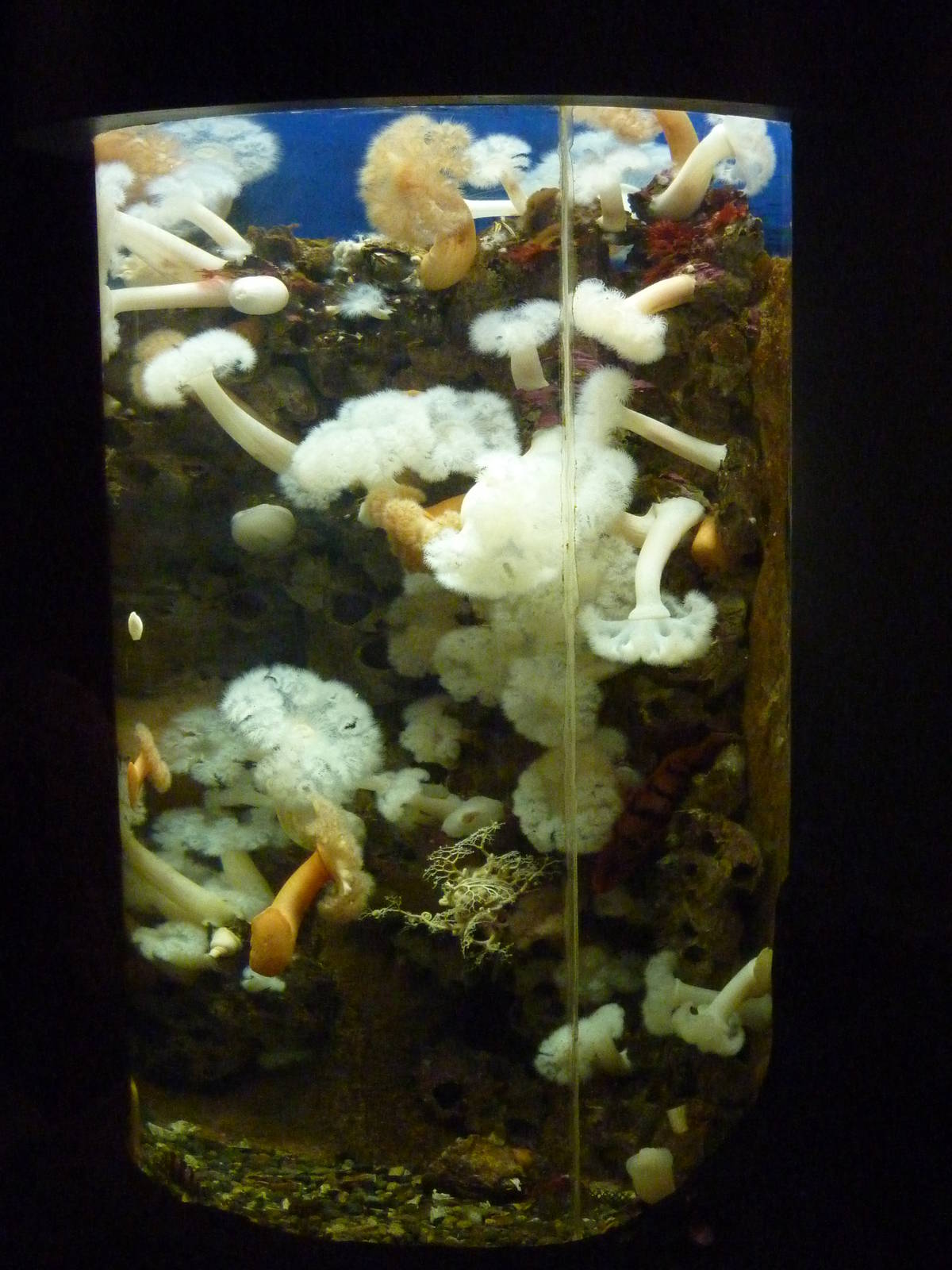 North Pacific Aquarium