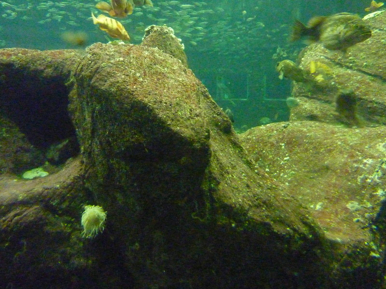North Pacific Aquarium