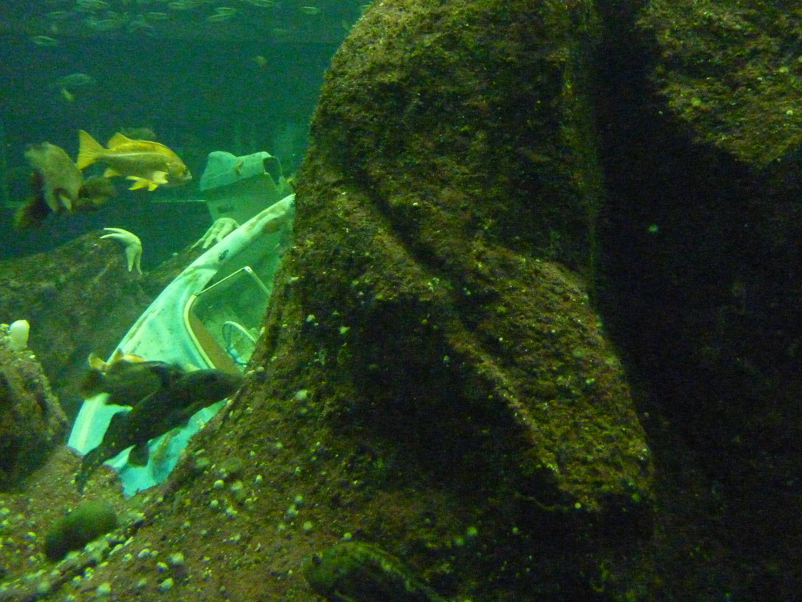 North Pacific Aquarium