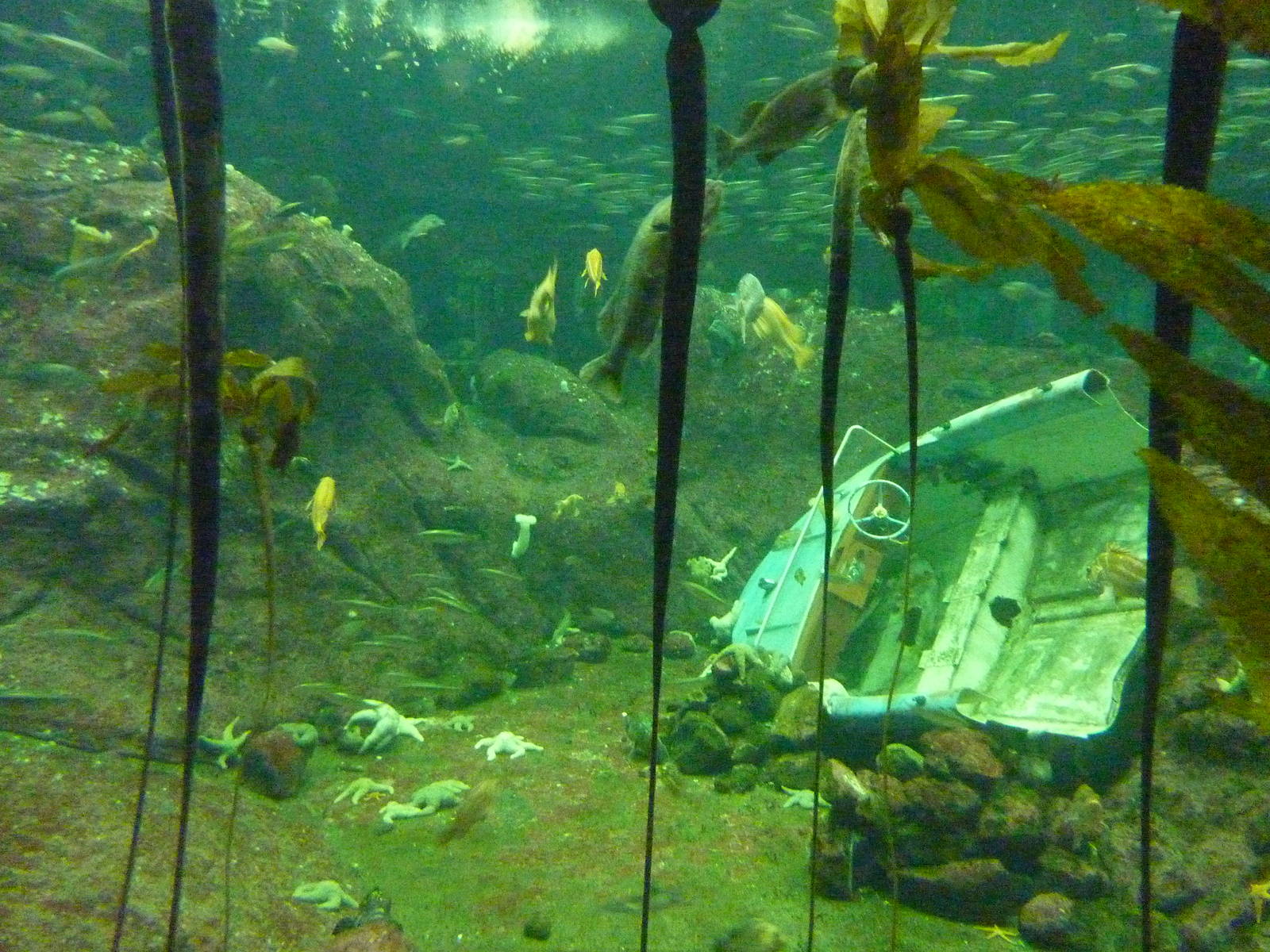 North Pacific Aquarium
