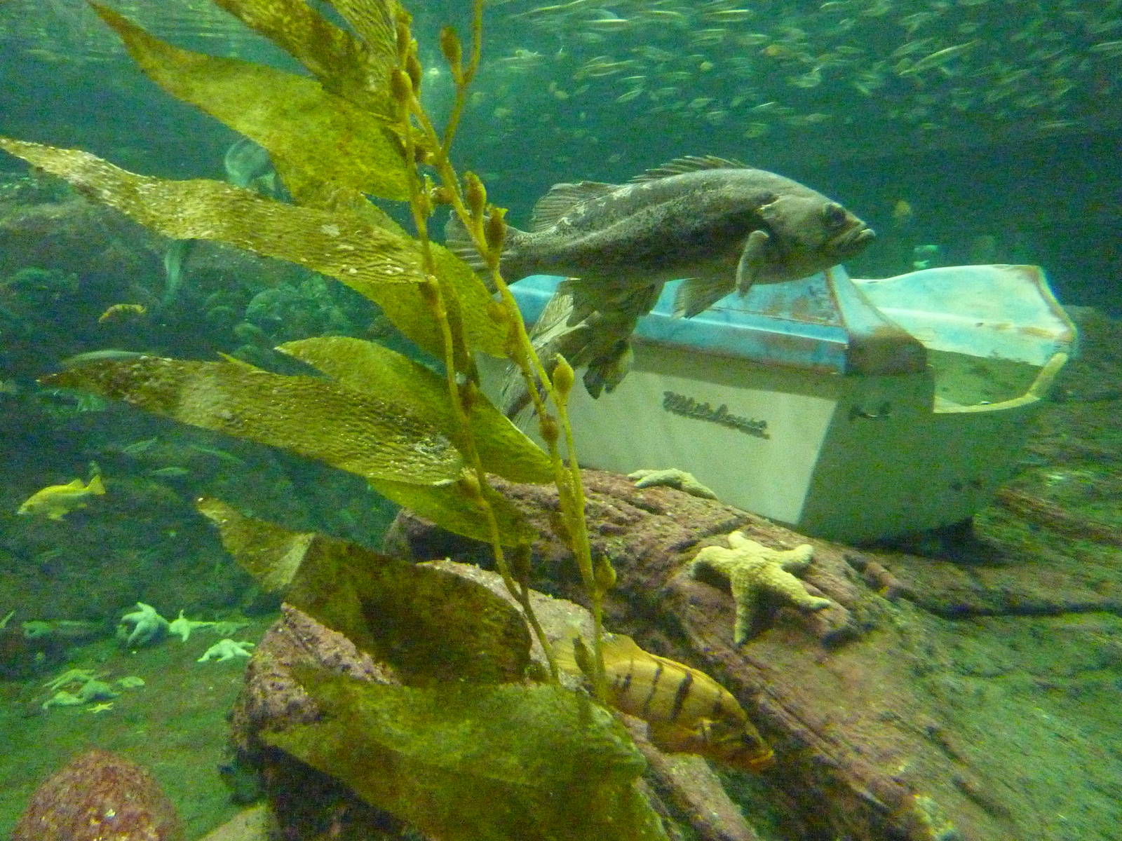North Pacific Aquarium