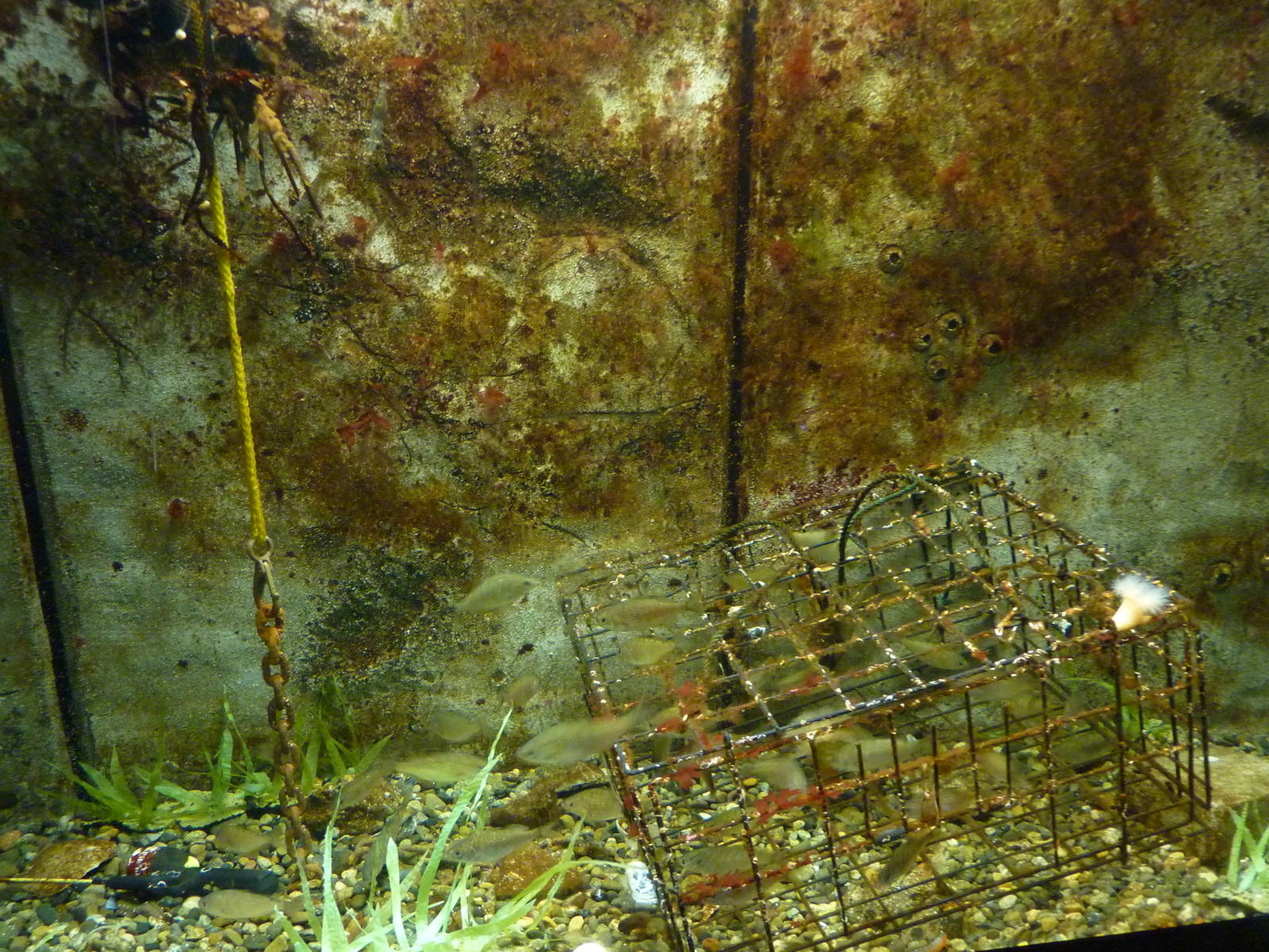 North Pacific Aquarium