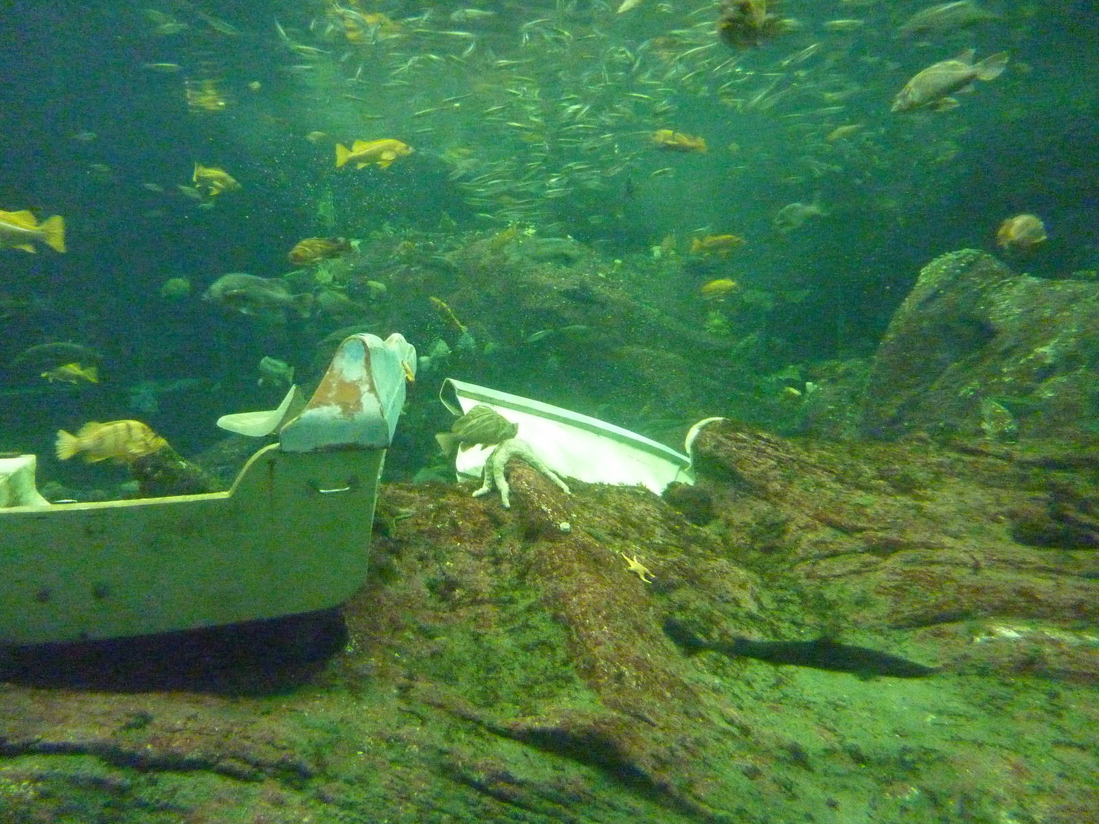 North Pacific Aquarium