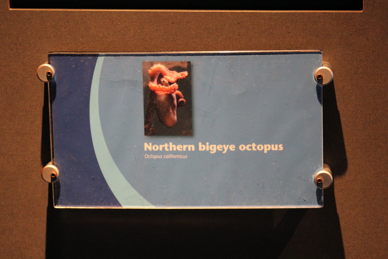 North Pacific Bigeye Octopus Signage