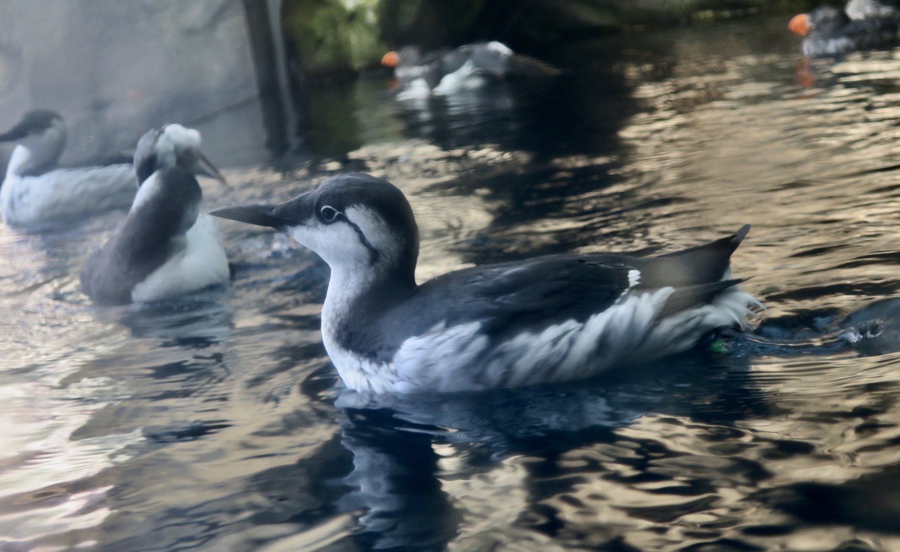 North Pacific Common Murre (Uria aalge inornata)