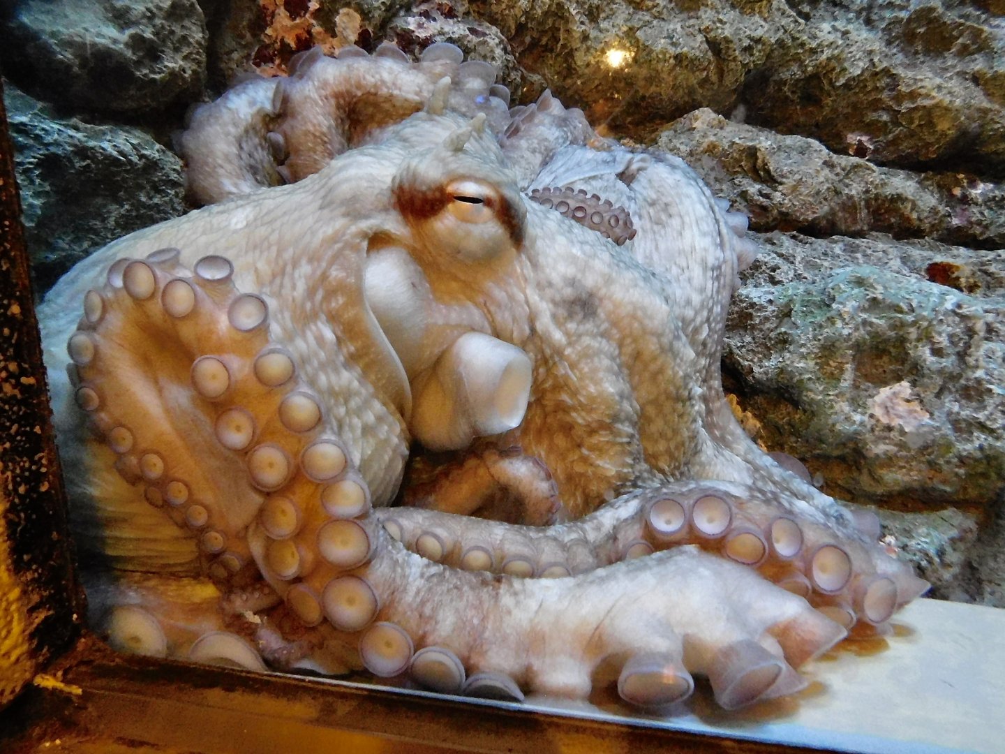 North Pacific Giant Octopus (Enteroctopus dofleini) September 20, 2025