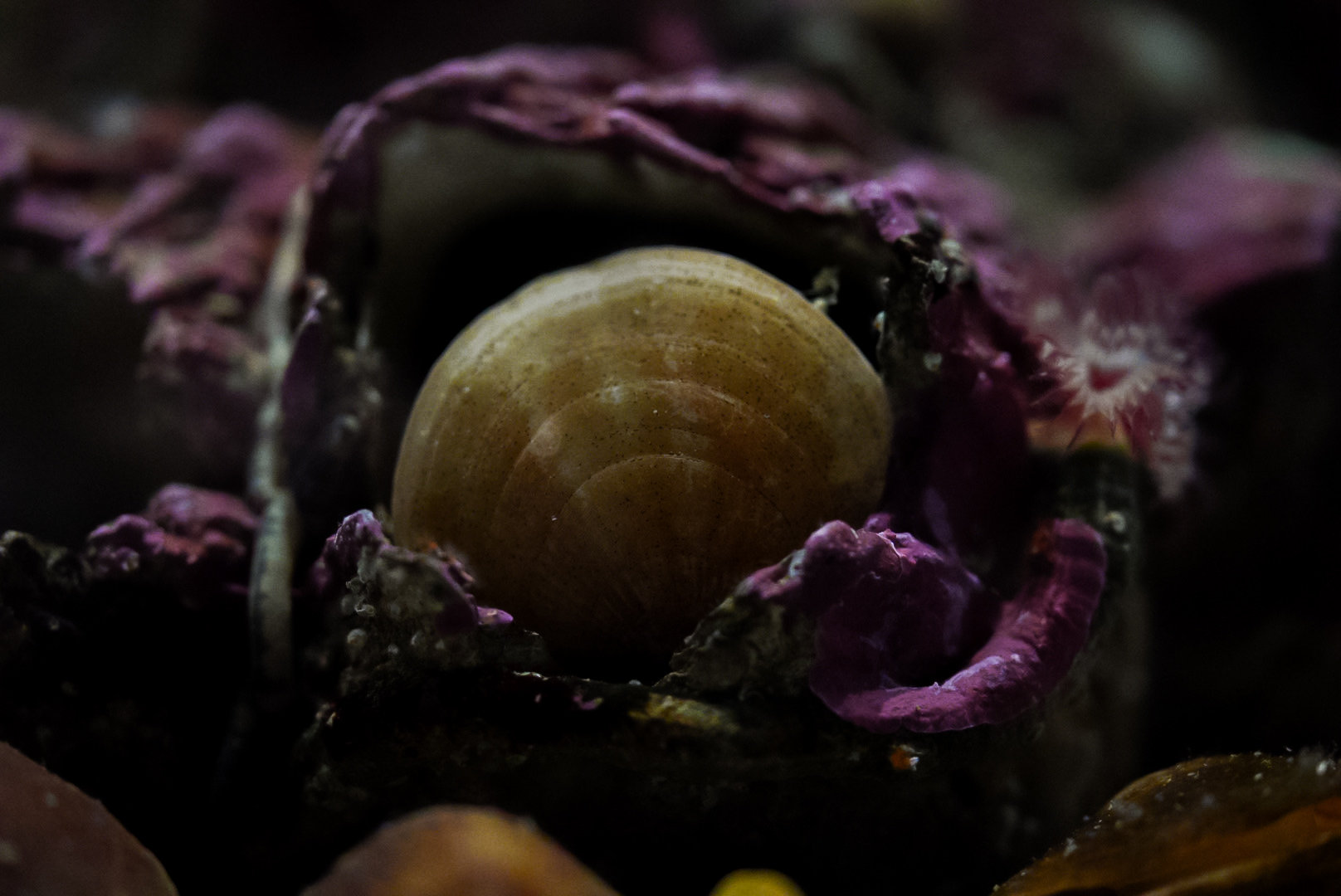 North Pacific Lampshell