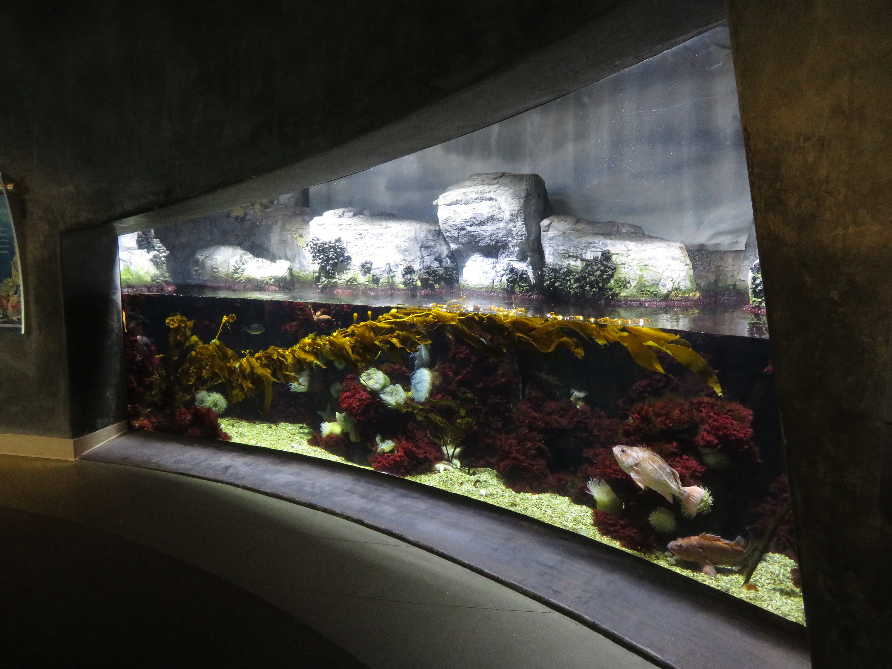 North Pacific Preview Tank