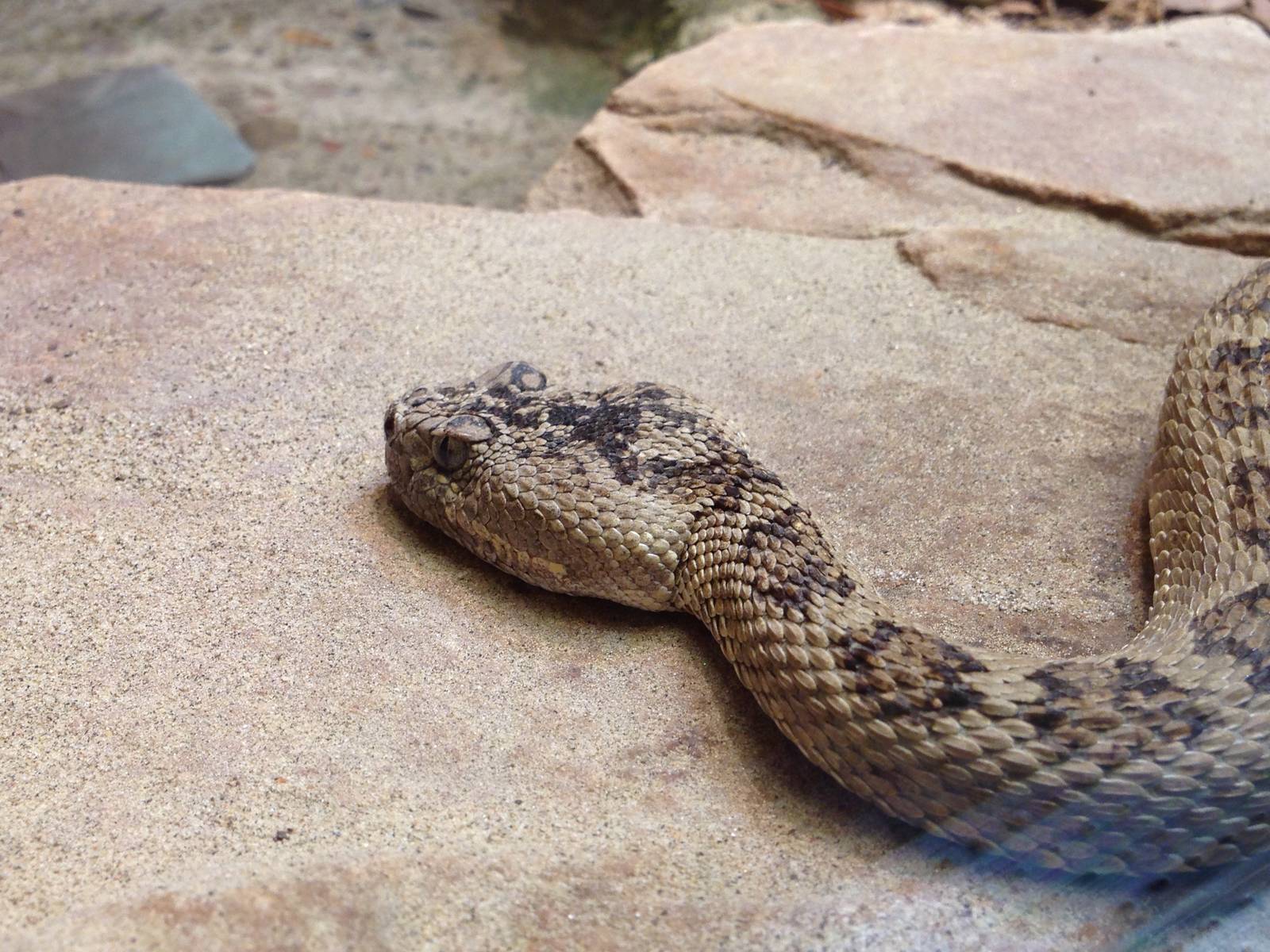 North Pacific Rattlesnake