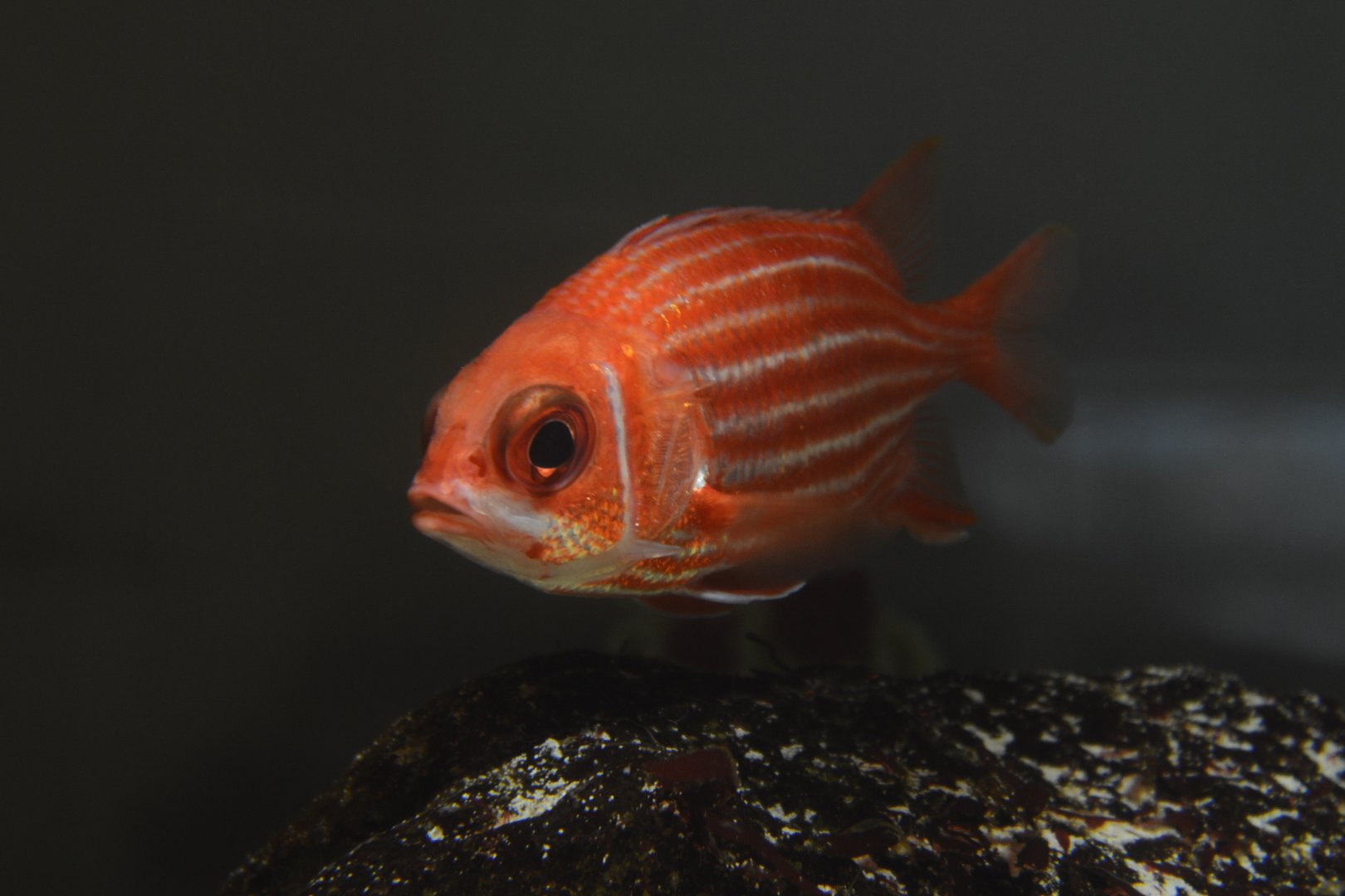 North Pacific squirrelfish (Sargocentron spinosissimum)