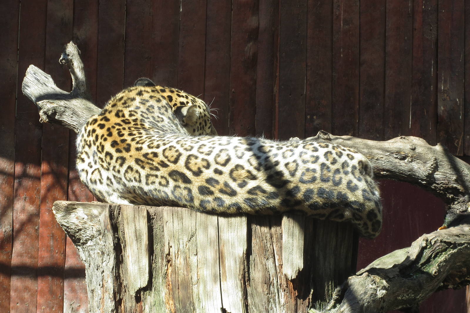 North Persian Leopard 150216